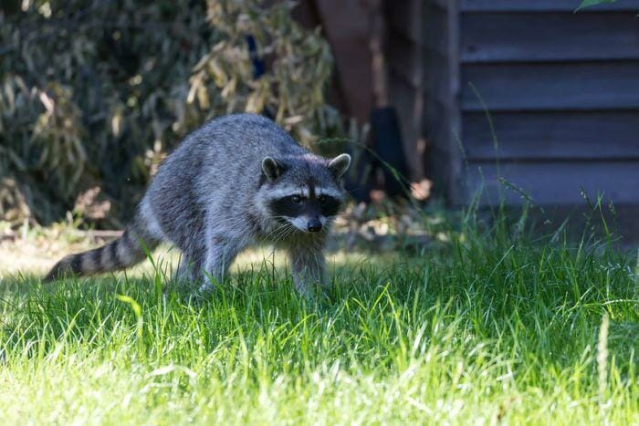  mapache en el jardín causando daños