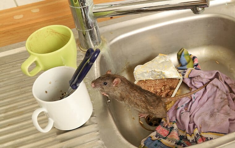 a rat crawling in a dirty sink in a house