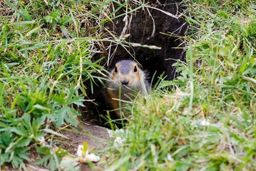 rodent infected with bubonic plague