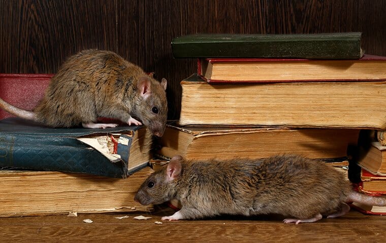 rats crawling and chewing on books in a home