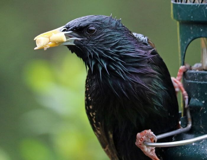  étourneau à la mangeoire à oiseaux