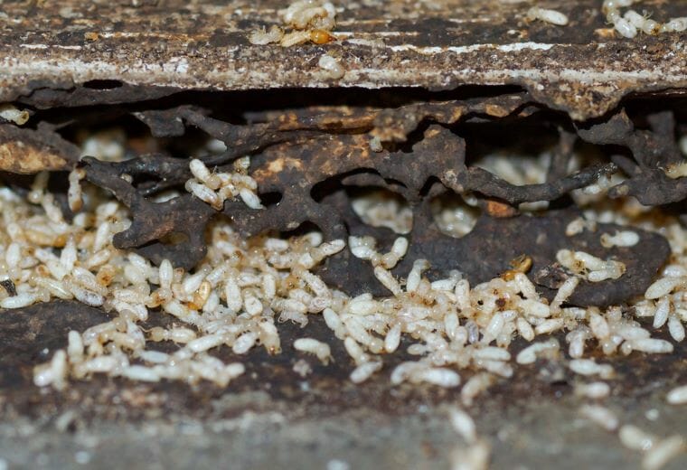 termite infestation home