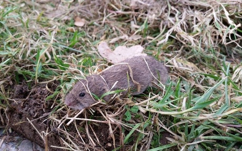 how to get rid of voles