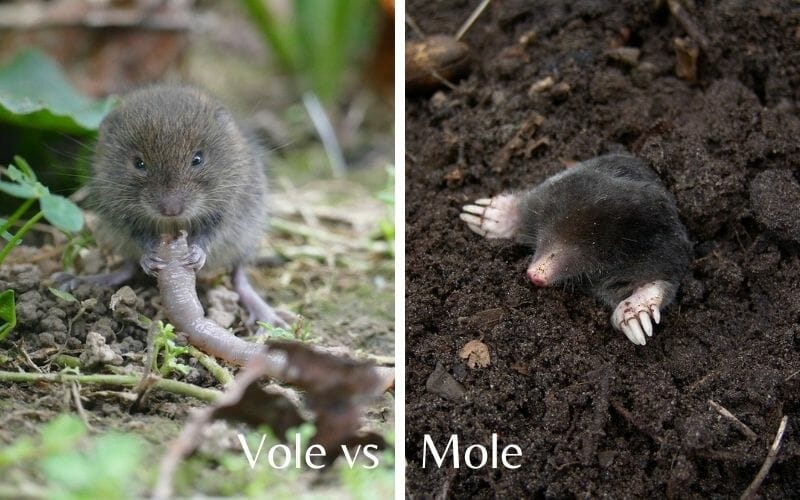 difference between shrew and vole