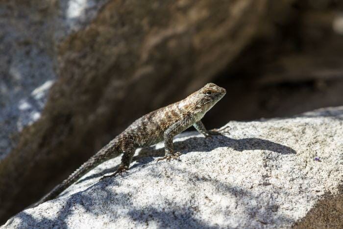 western fence lizard