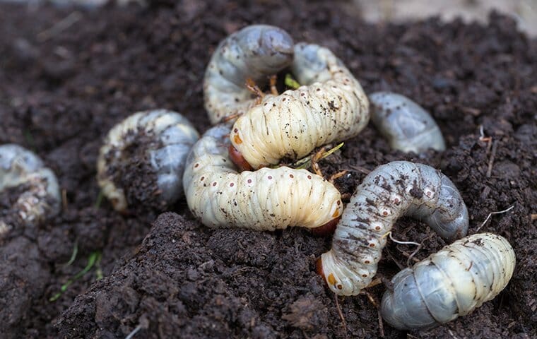 white grubs in dirt that feed moles