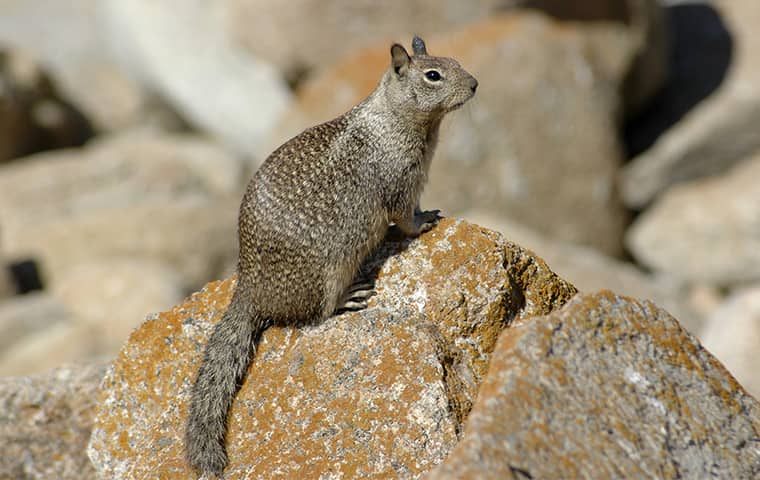 california ground squirrel on a rock