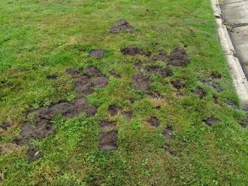 Gopher Lawn Damage