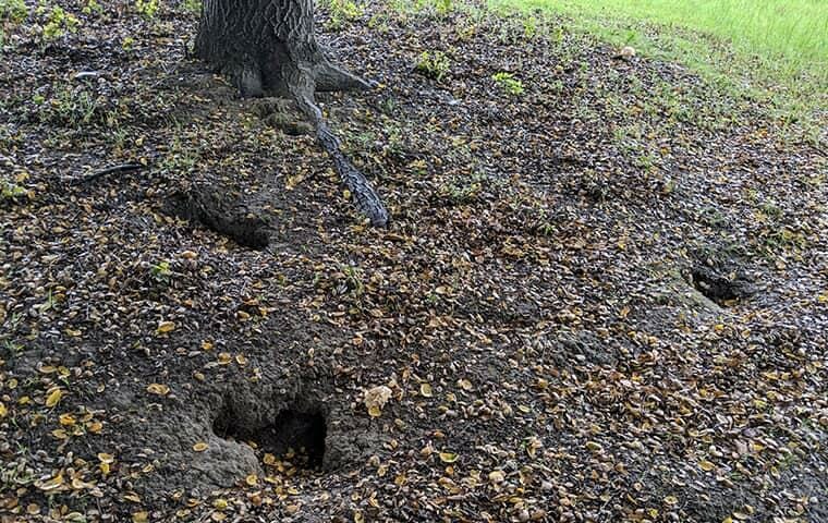 ground squirrel damage
