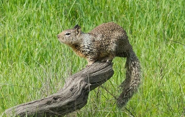 Chipmunk Trap Fail - Slow Trap Can't Catch a Fast Chipmunk In The Barn 