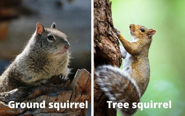 How to Trap Ground Squirrels Like a Pro: 6 Easy Steps - Smith's Pest  Management