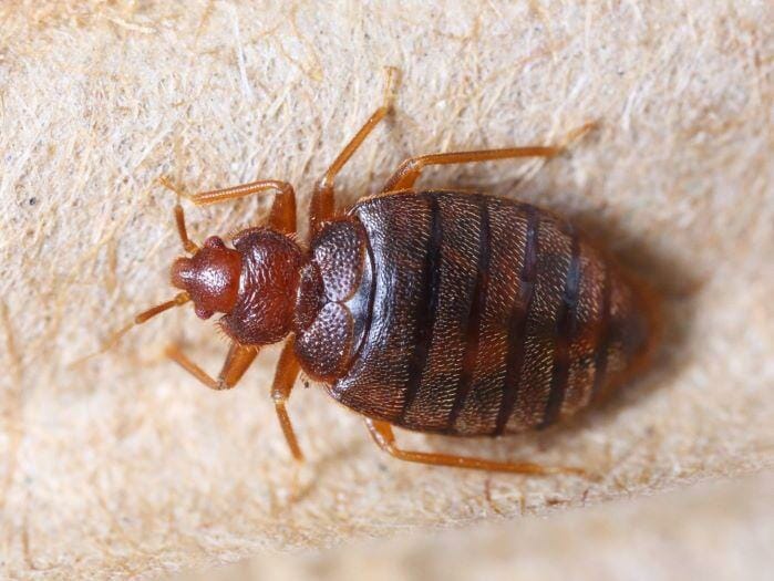 dead bed bugs on mattress