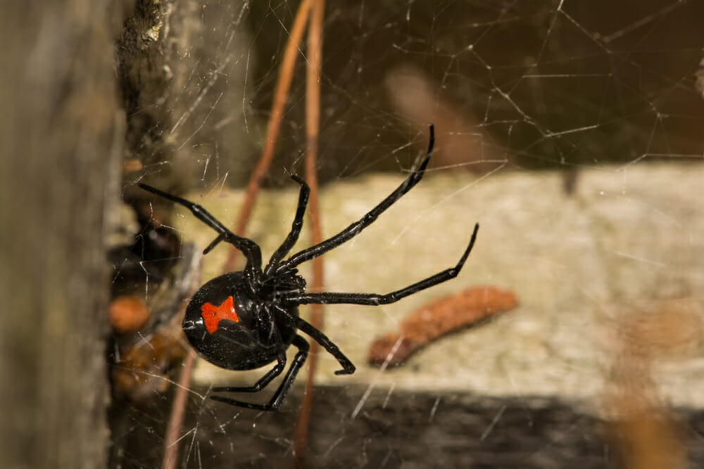 Know the risks of encountering black widow, brown recluse spiders