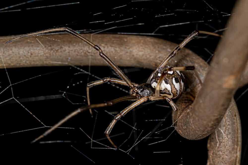 brown widow spiders