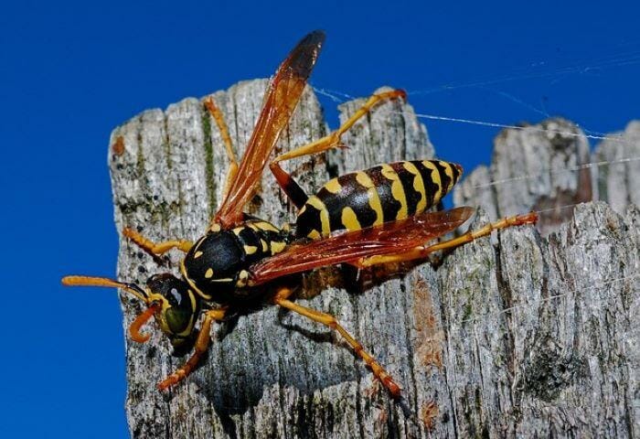 How to Manage the Menace That Is the Red Paper Wasp