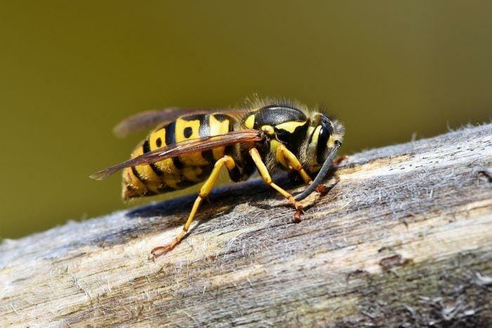 how to get a single wasp out of your house