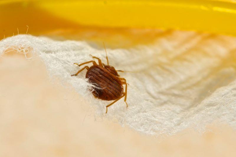 Bed Bug Removal