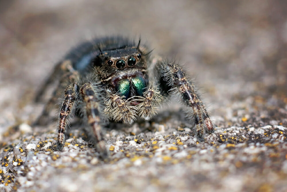 jumping spider