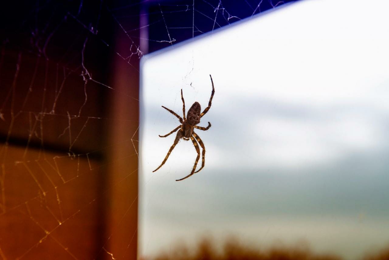 How to get rid of spiders in my house when living in an HOA