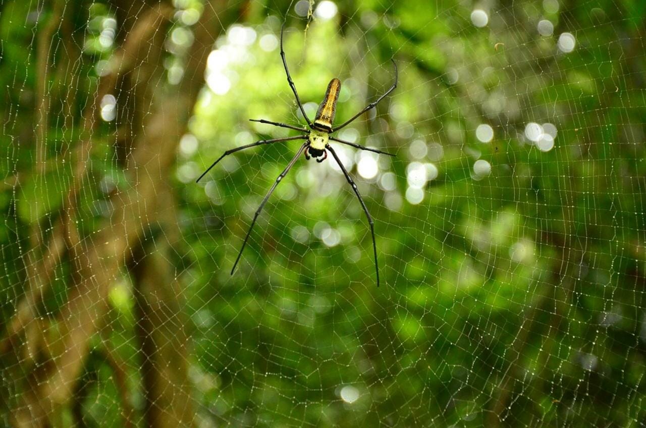 spider in garden