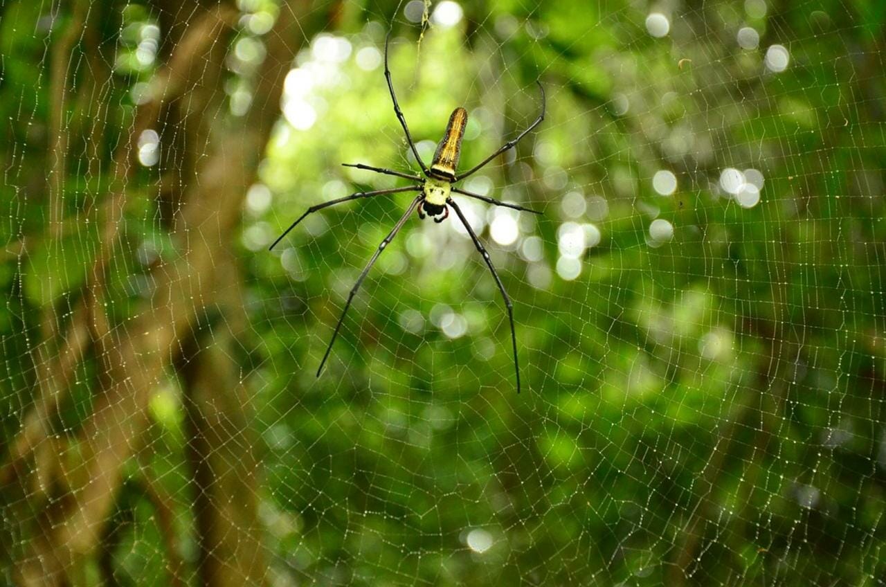 Spiders - Control of pest spiders in the garden.