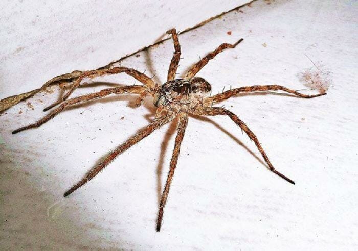 How to Get Rid of Spiders: Inside and Outside the House