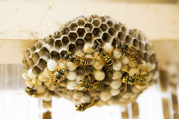 wasp nest