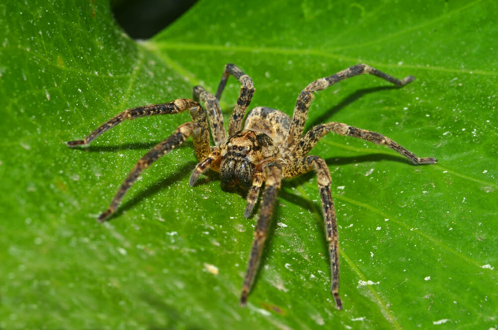 wolf spider