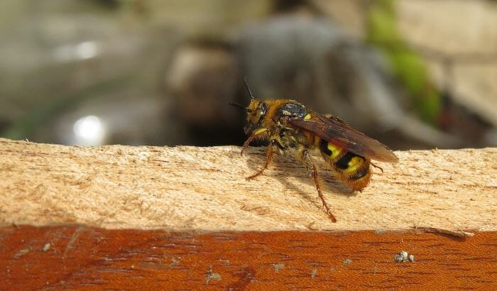 yellow jacket in yard