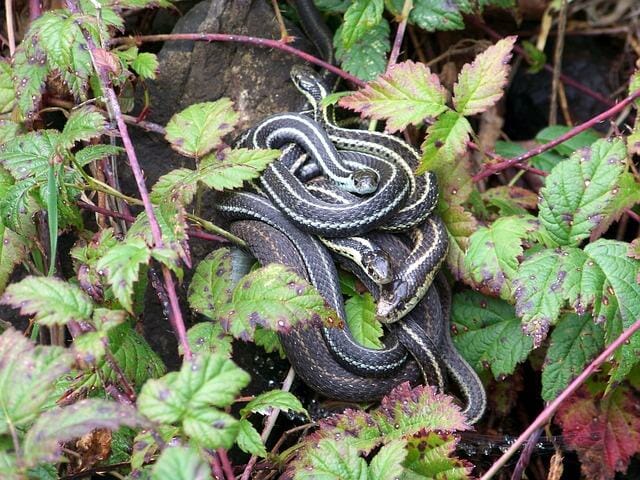 how to keep dogs away from snakes