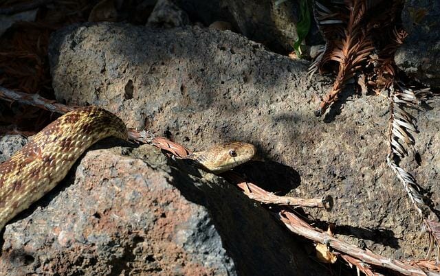 gopher snake