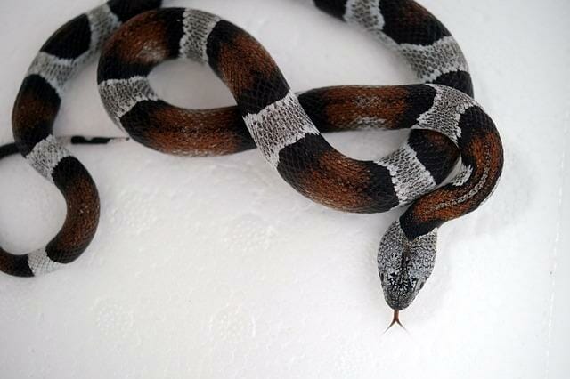 Easiest* Way to Beat SNAKE Guide!
