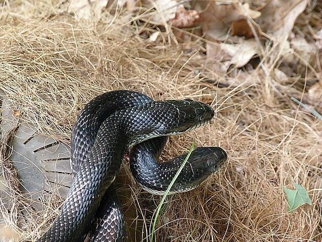 Snake catcher finds poisonous snake under trash bin - Good Morning America