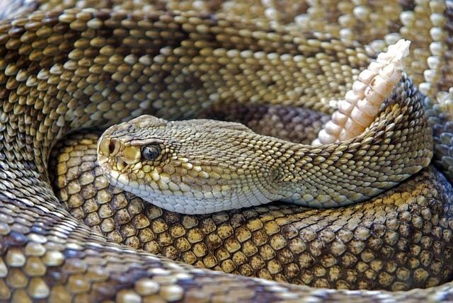 can rattlesnakes smell