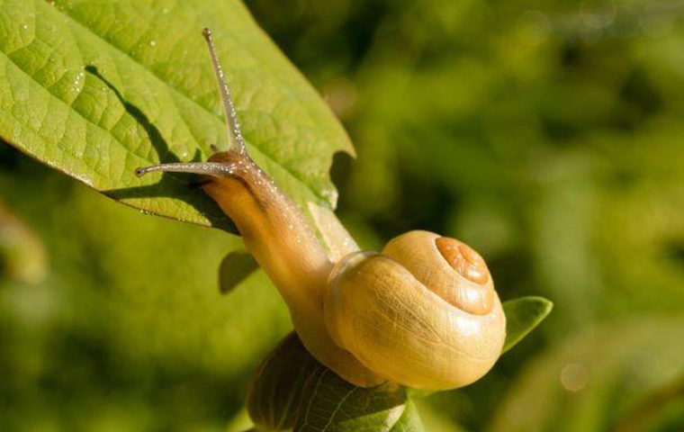 snail in garden pest