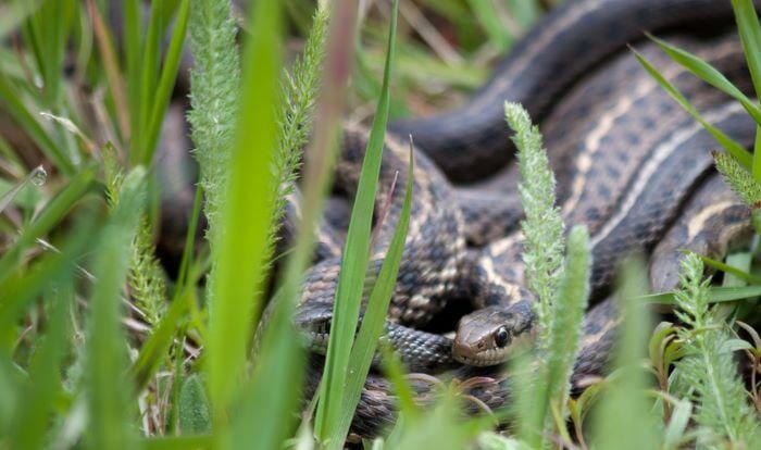 snake in garden and yard