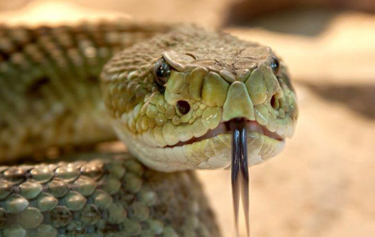 Snake season is here. Tips on how to be safe and coexist.