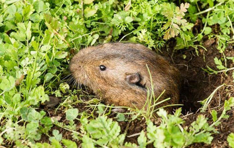 gopher in hole