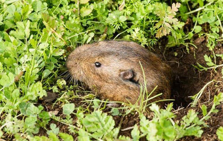 how to get rid of gophers without harming dogs