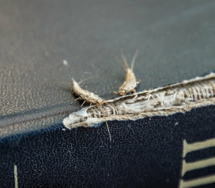 https://smithspestmanagement.com/wp-content/uploads/2021/10/silverfish-eating.jpg