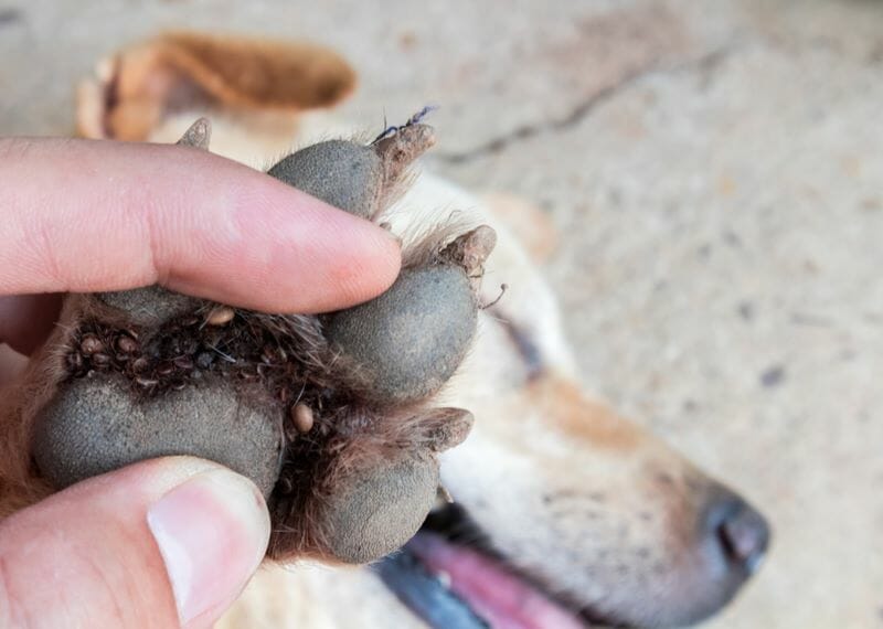 Severe tick hotsell infestation dog treatment