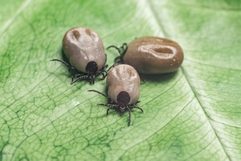 do ticks live in cedar trees