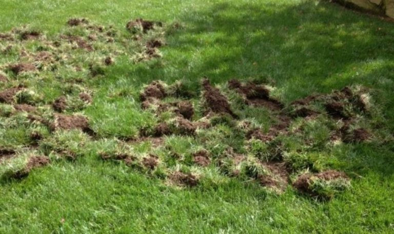 Grubs in the Lawn? Here's How to Get Rid of Them