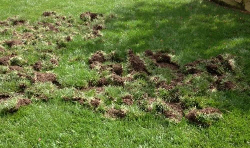 grub damage lawn