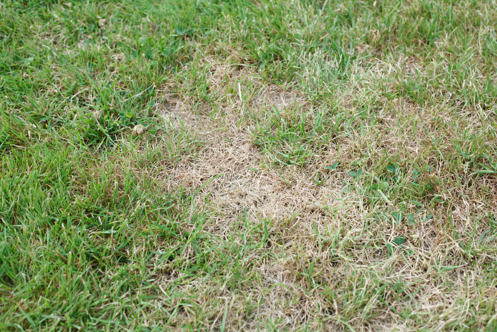 grub damage to lawn