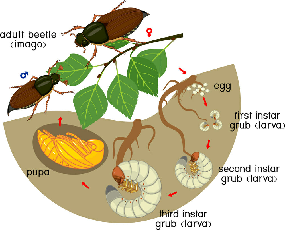 Grass Grub - Control of Grass Grub Pests in Lawns