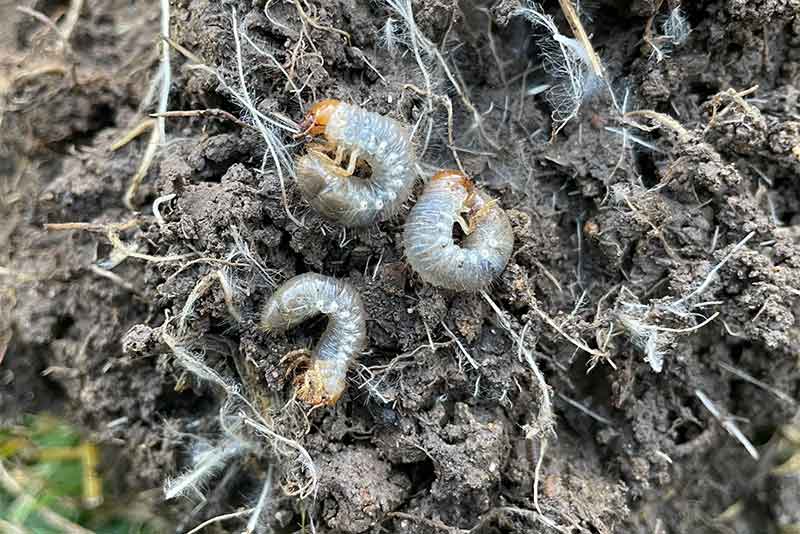 Grubs in the Lawn Here s How to Get Rid of Them