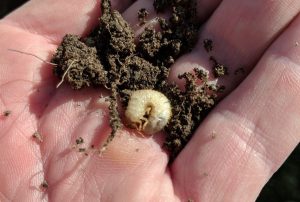 how to get rid of grubs