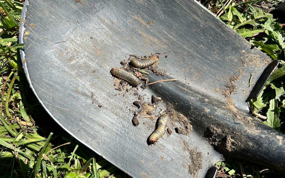 methods to get rid of grubs