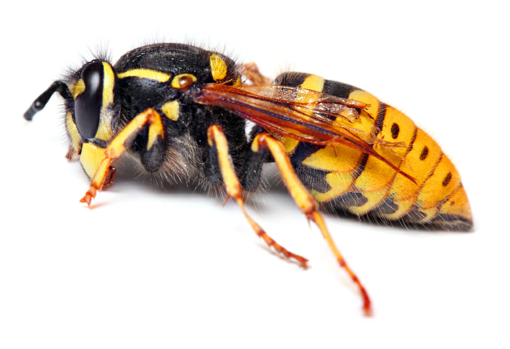 eradicating yellow jackets